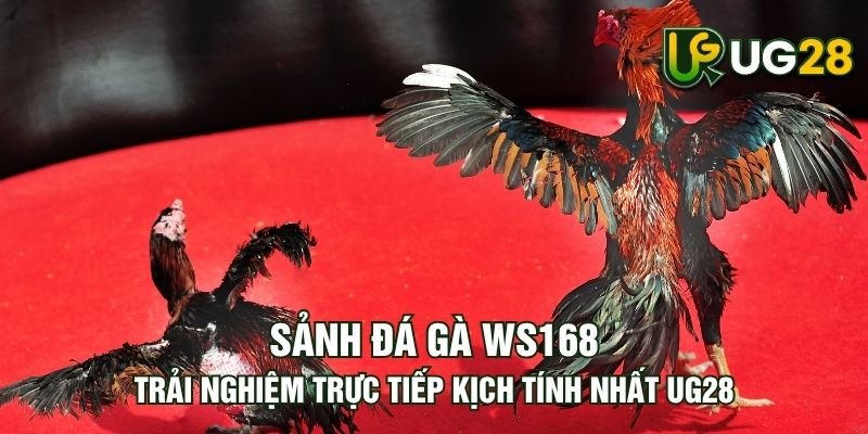 Tin tức
